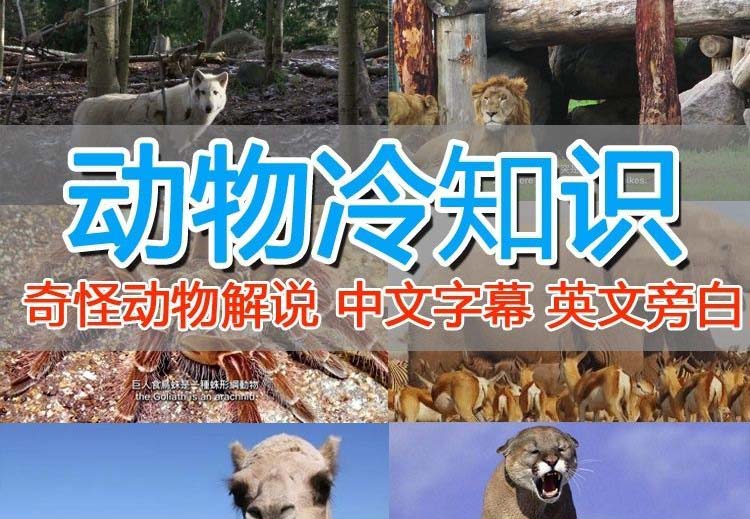 （6312期）外面卖1699的国外纪录片解说（动物解说、美食、动画片）稳过中视频-副业库