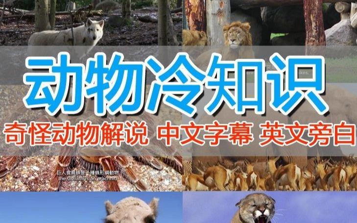 外面卖1699的国外纪录片解说（动物解说、美食、动画片）稳过中视频-副业库